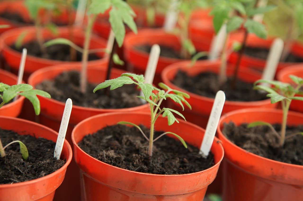 Quand Et Comment Planter Des Tomates La Petite Maison Verte