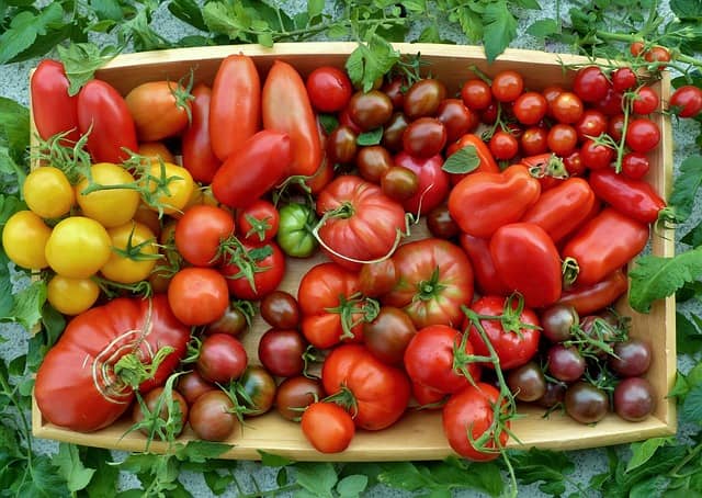 variétés de tomates