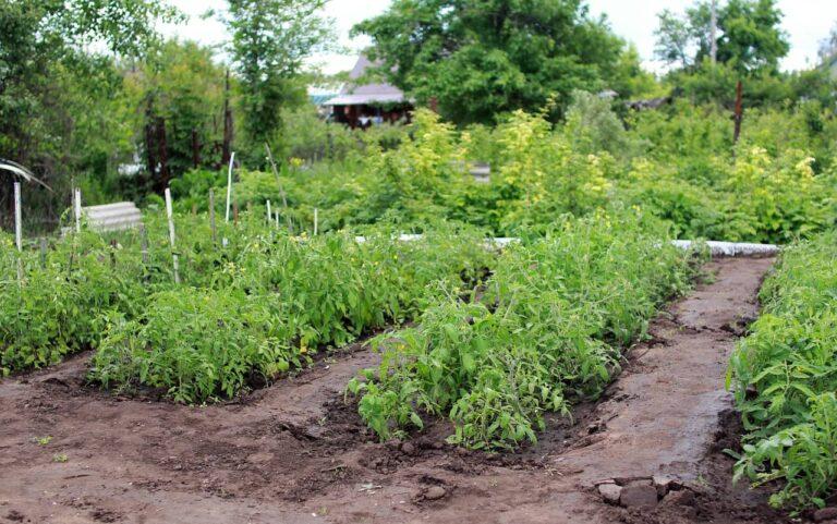 Comment faire un potager débutant ?