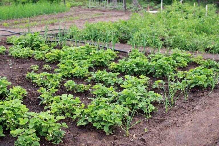 Les avantages d’avoir un potager ?