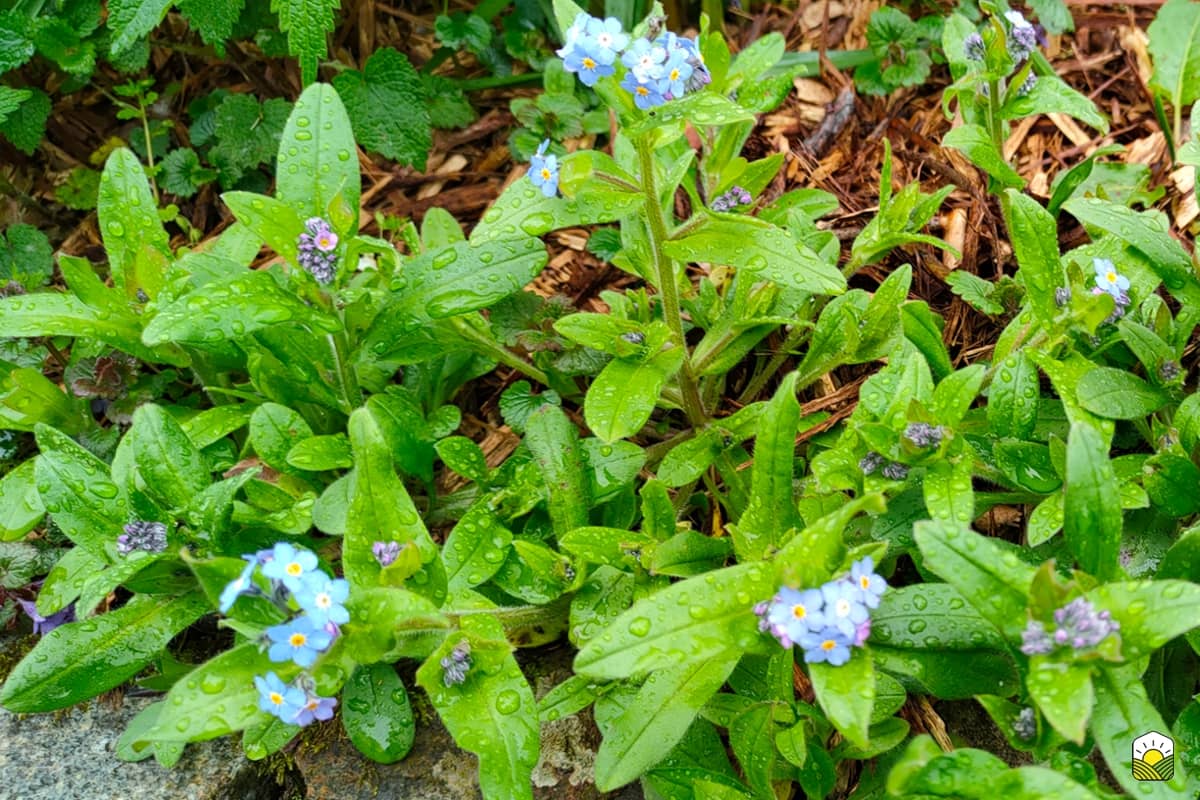 les bienfaits du myosotis