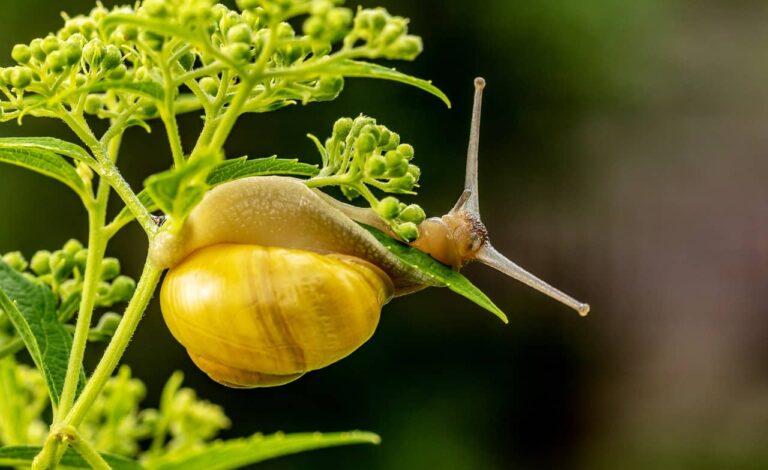 10 Répulsifs Naturels pour Éloigner les Escargots de Votre Potager