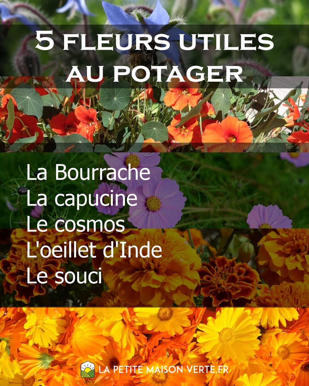 5 fleurs utiles au potager