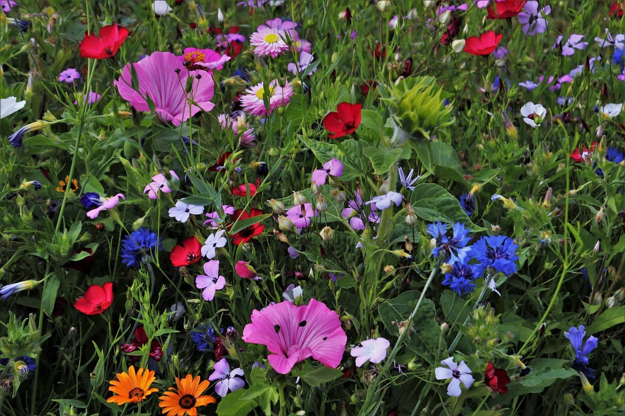 Cinq fleurs utiles au potager