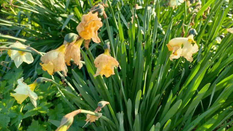 Jonquilles fanées dont-on les couper ?