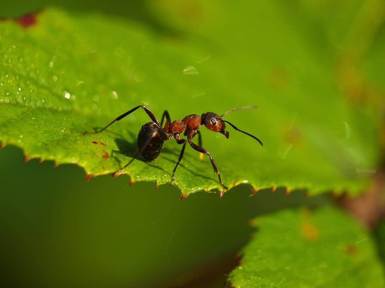 Le marc de café contre les fourmis