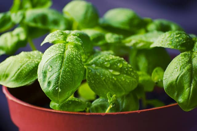 Basilic Plantes Anti-Moustiques et Anti-Mouches