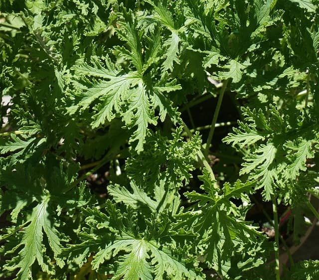 Citronnelle Plantes Anti-Moustiques et Anti-Mouches