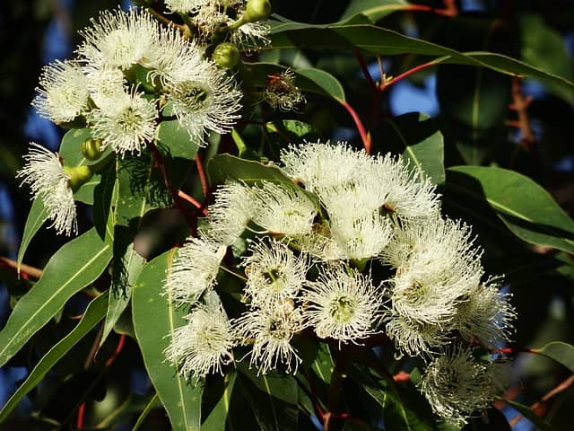 Eucalyptus citronné Anti-Moustiques et Anti-Mouches