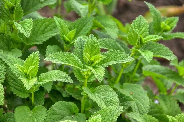 Mélisse Anti-Moustiques et Anti-Mouches