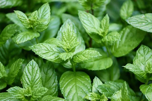 Menthe Plantes Anti-Moustiques et Anti-Mouches