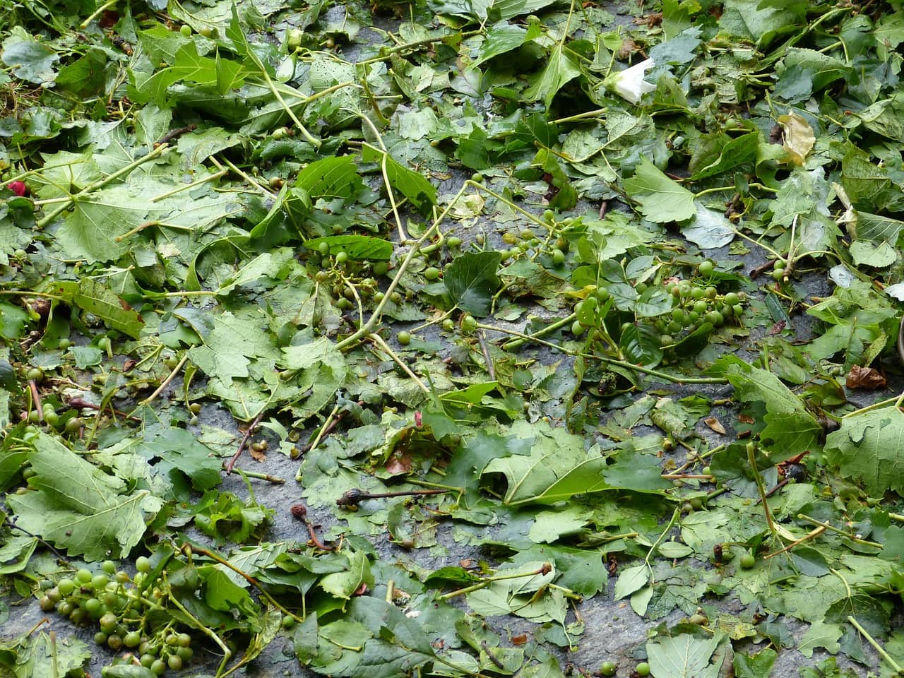 Protéger son potager de la grêle et des intempéries