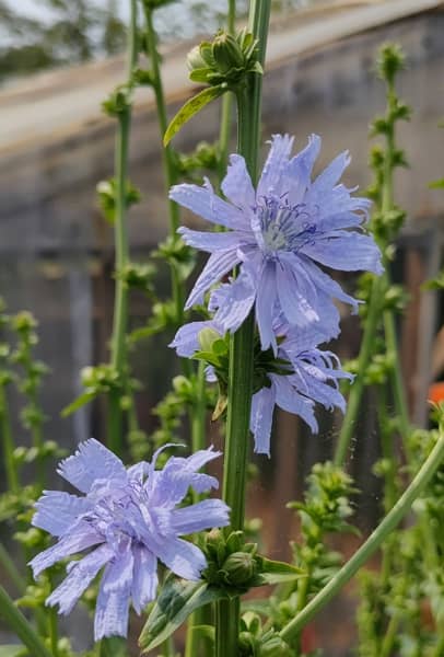 fleurs d'endives