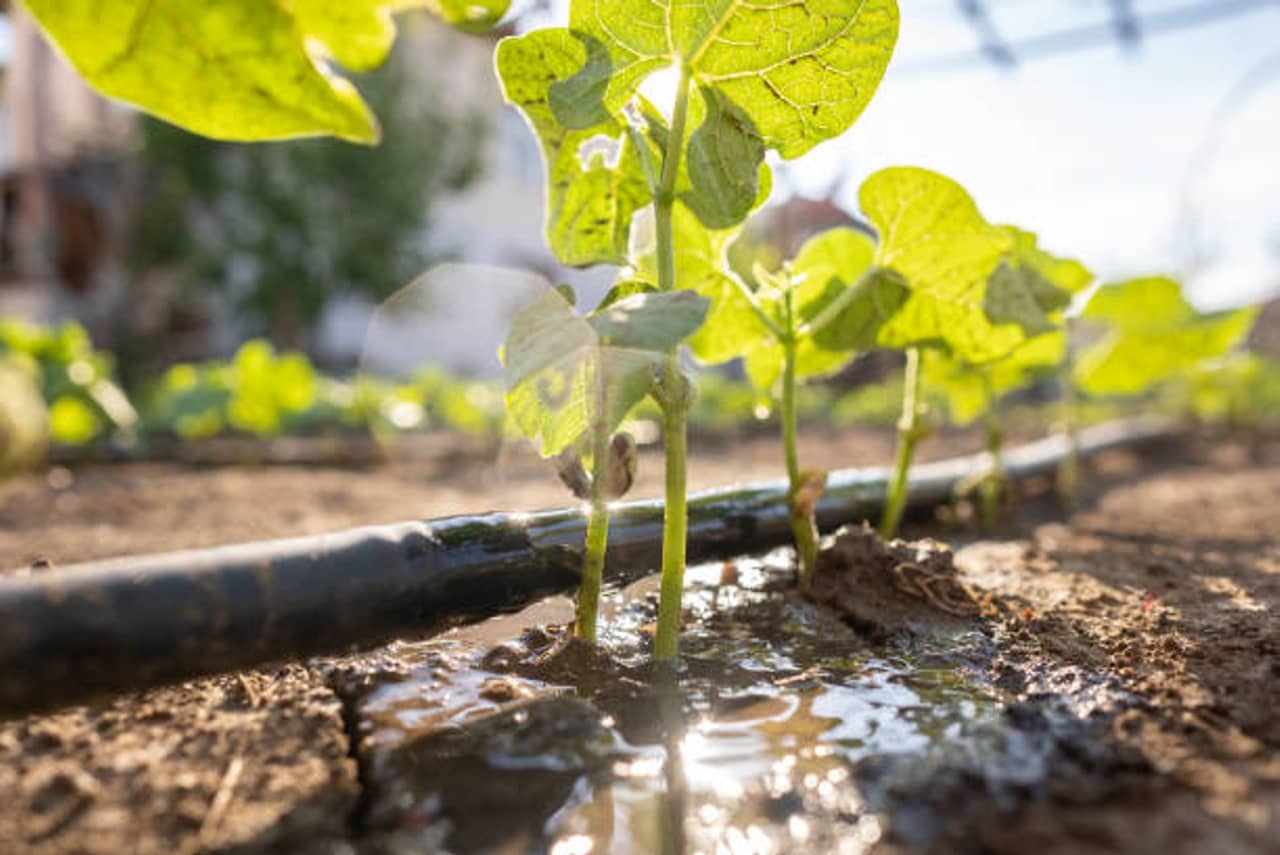 Comment conserver l'humidité du sol pendant les périodes de sécheresse