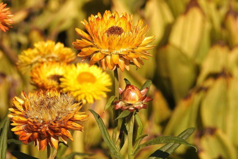 Comment protéger mes plantes du soleil intense en été ?