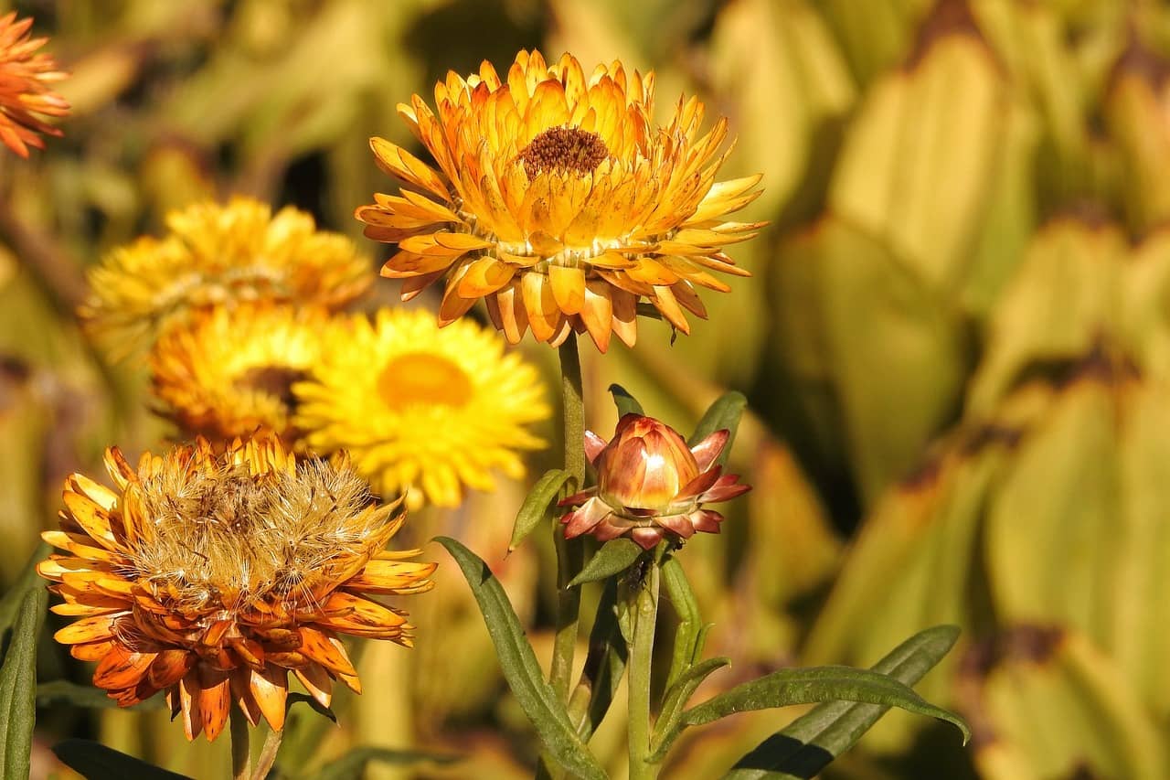 Comment protéger mes plantes du soleil intense en été