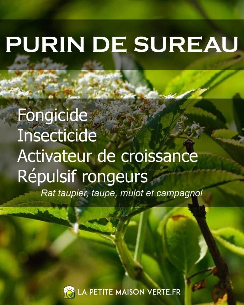 purin de sureau