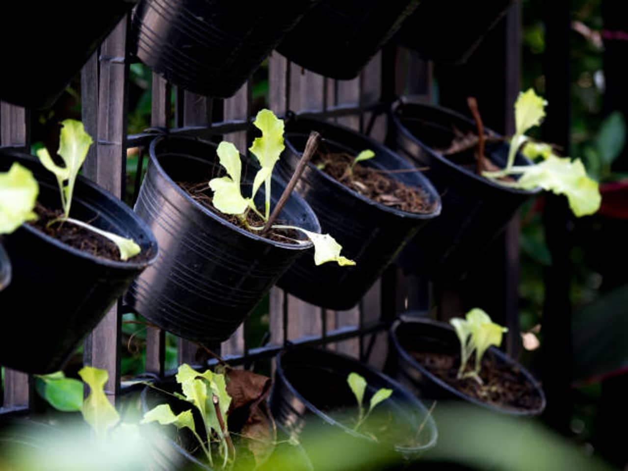 Le Jardinage Vertical : Cultivez Vos Rêves en Hauteur