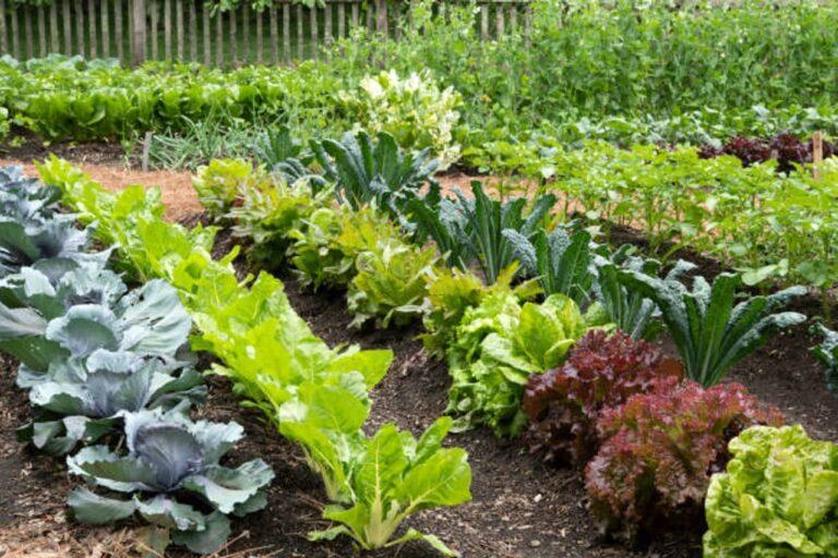 La Taxe Potager en France !!!