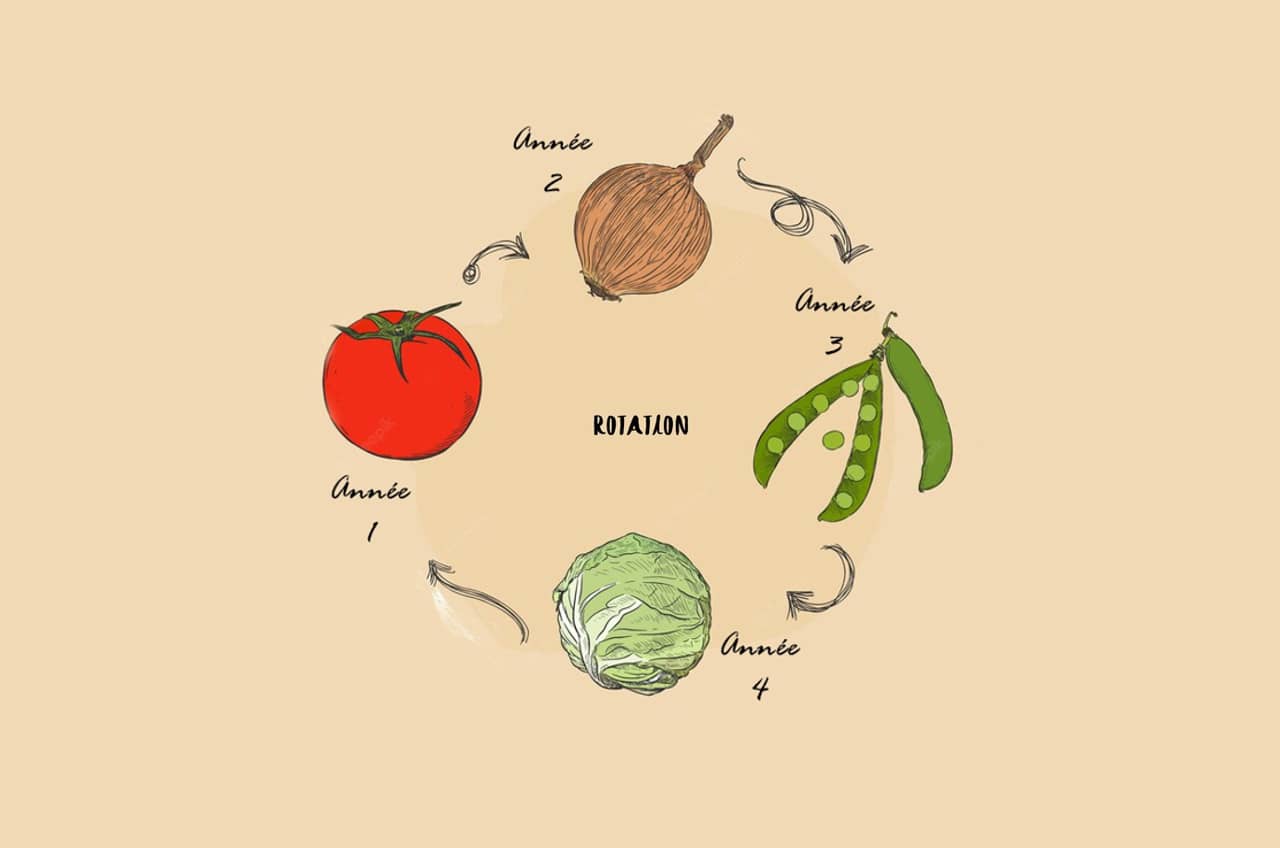 Rotation des cultures après les plantations d'été