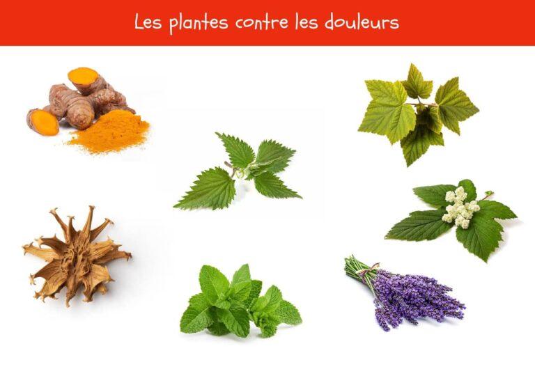 Les plantes contre les douleurs – Bienfaits des plantes