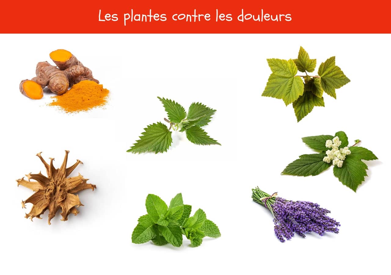 les plantes contre les douleurs - bienfaits des plantes