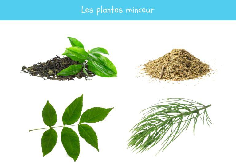 Les plantes minceur – Bienfaits des plantes